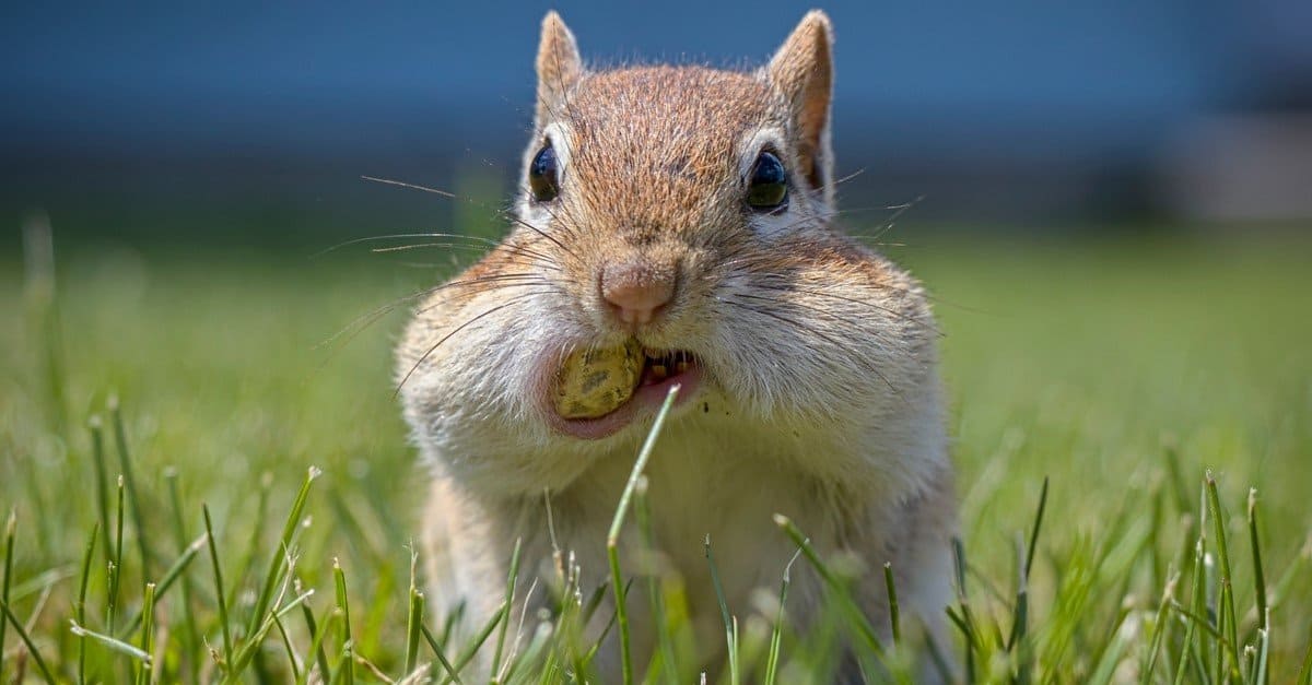 food pocketing